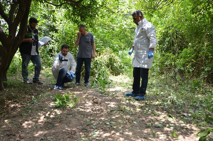 Portakal bahçesinde kenevir bulundu 