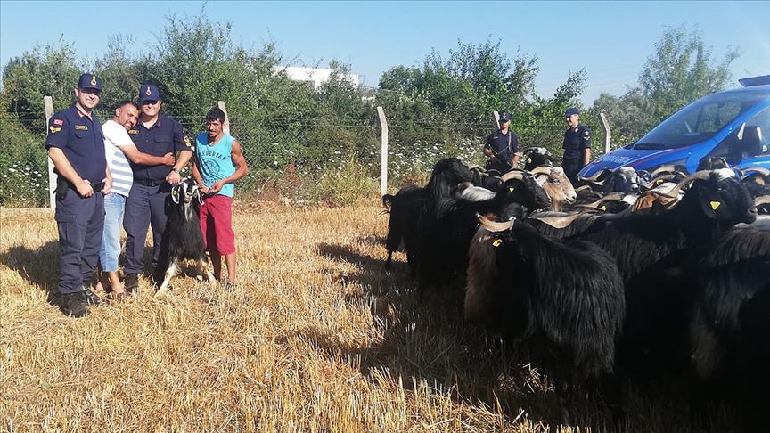 Jandarma kaybolan keçileri drone ile buldu