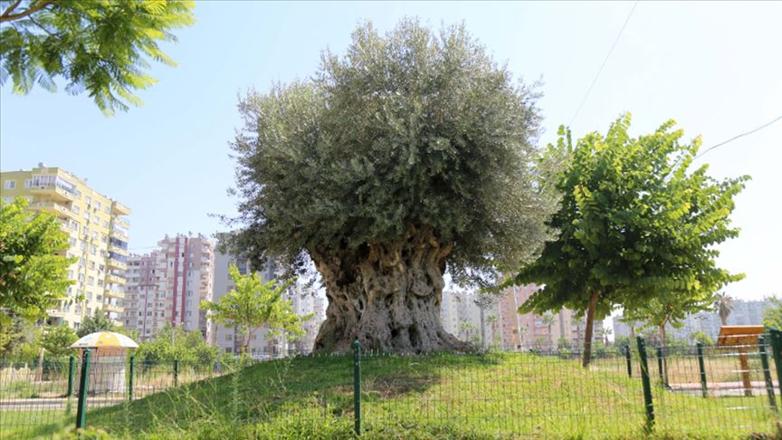 Bin 500 yıllık zeytin ağacı meyve verdi