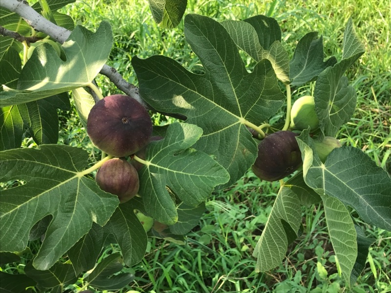 Singapurlu ve Malezyalılara siyah incir tanıtılacak