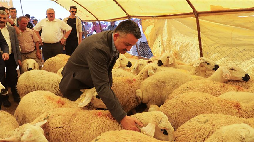 Canlı hayvan ithalatı yüzde 63 azaldı