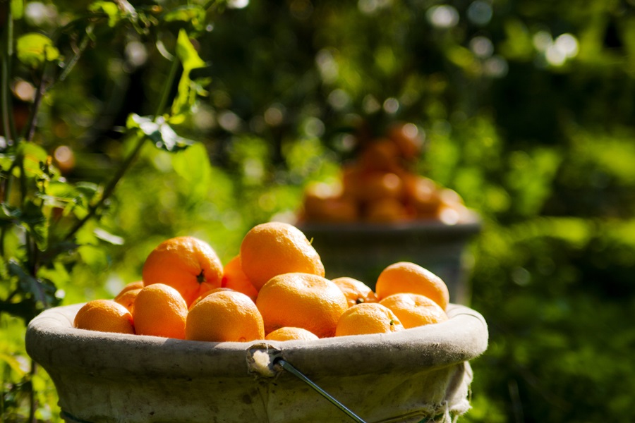 Turunçgil ihracatını yılın ilk yarısında mandalina ve limon sırtladı