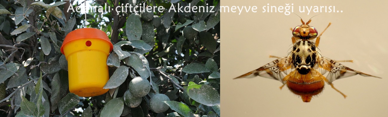 Adanalı çiftçilere Akdeniz meyve sineği uyarısı