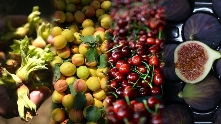 Almanya'ya en çok kiraz, Rusya'ya şeftali satıldı