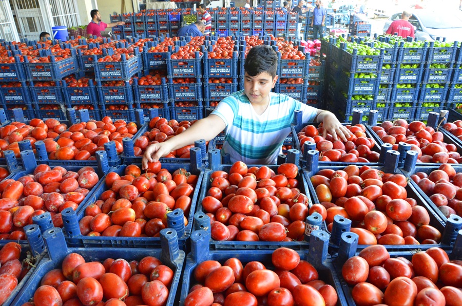 Turfanda domateste hasat sürüyor, 115 bin ton rekolte bekleniyor