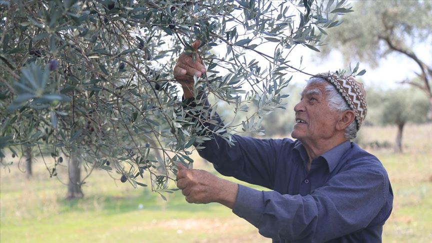 Zeytinde yüksek verim ve kalite üreticiyi sevindirdi