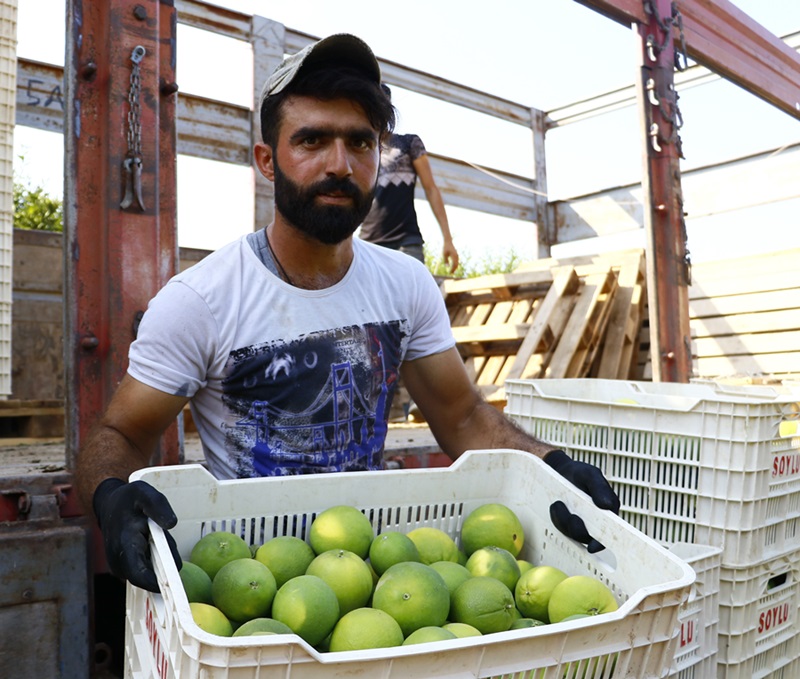 Felsefe okudu, tarım işçisi oldu