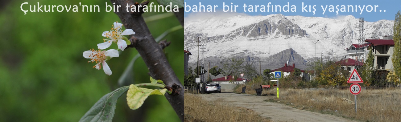 Çukurova'nın bir tarafında bahar bir tarafında kış yaşanıyor