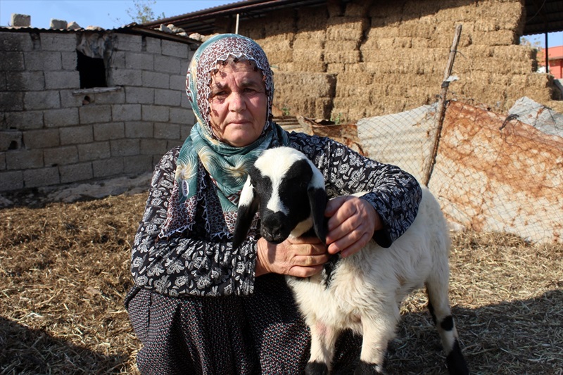 Baharın müjdecisi kuzular anneleriyle buluştu