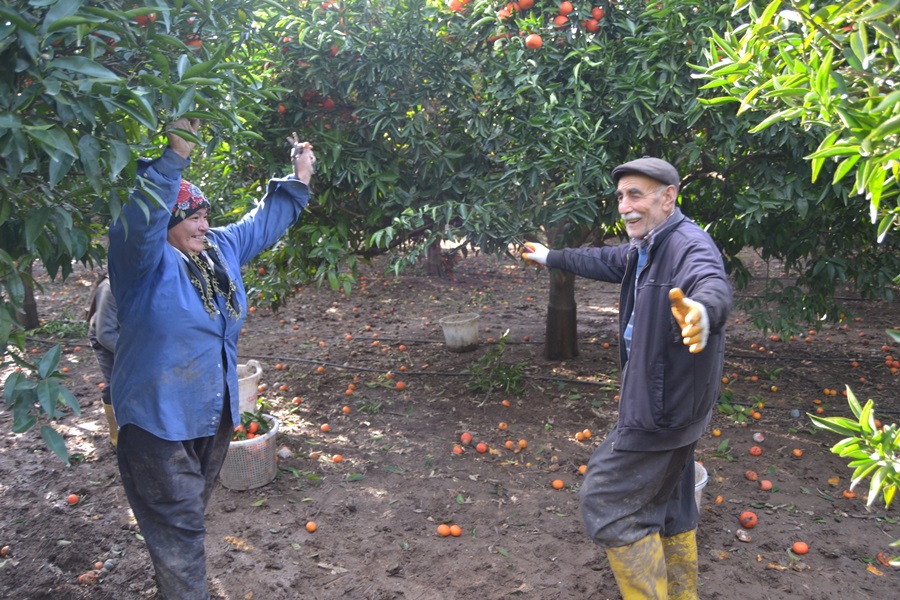 Narenciyenin başkentinde güle oynaya hasat