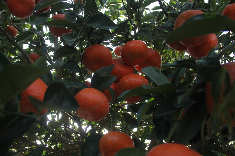 Adana'da ihracatlık mandalina hasadı başladı.