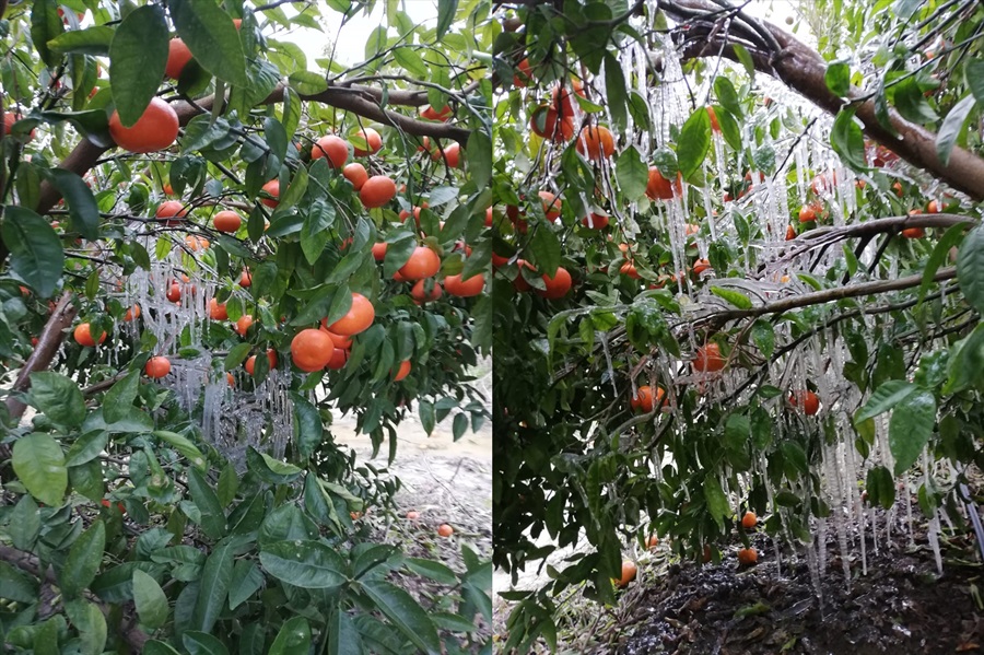 Meteorolojiden Çukurova için zirai don uyarısı..