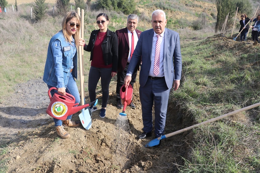 Sabun ağacı fidanları Çukurova'da toprakla buluştu