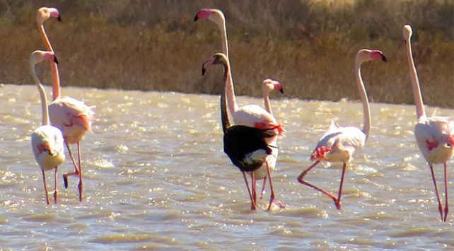 Siyah flamingo ikinci kez Türkiye'de