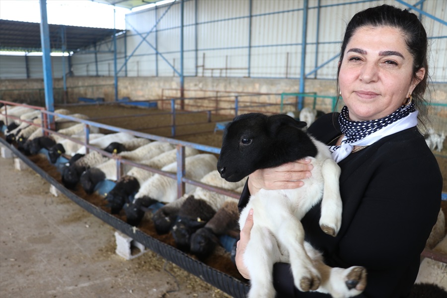 Güney Afrika'dan getirilen "Dorper" koyunlar Çukurova'ya adapte oldu