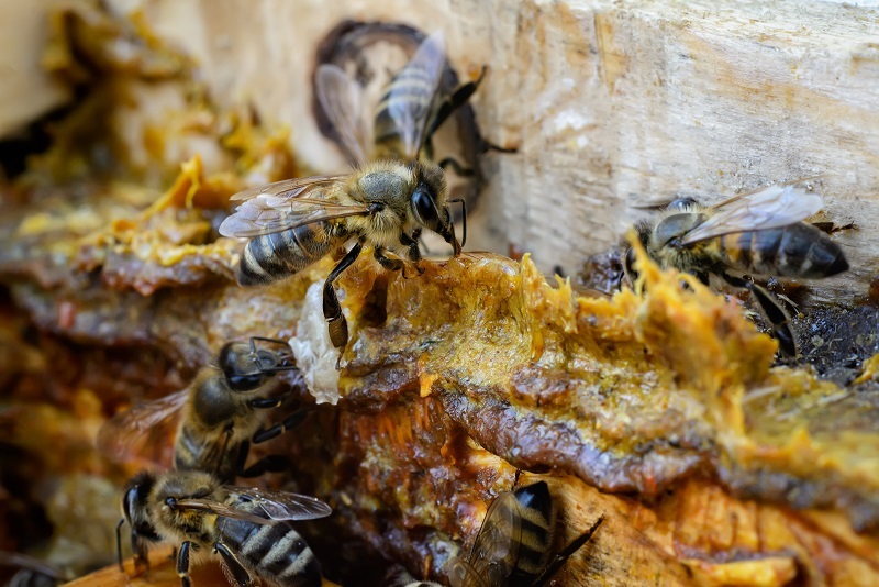 Bağışıklık Sisteminin Destekçisi: Propolis