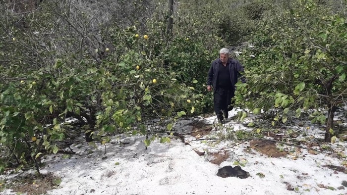 Mersin'de etkili olan dolu tarım alanlarına zarar verdi