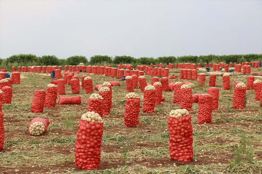 Adana'da bu sezon 140 bin ton turfanda kuru soğan rekoltesi bekleniyor