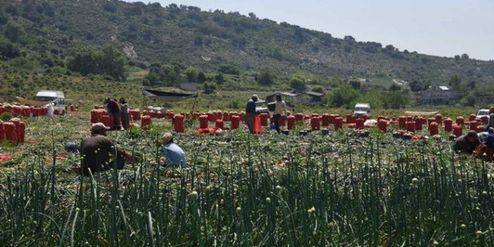 Soğanda yoğun hasat dönemi başlıyor, fiyatlar düşecek