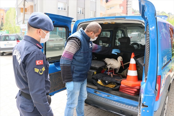 Adana'da yaralı leylek tedavi altına alındı