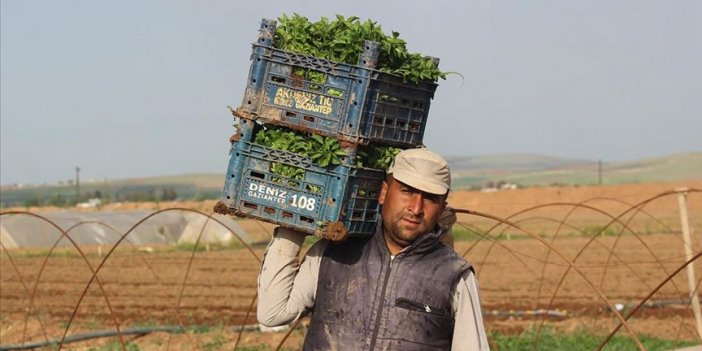 Sokağa çıkma kısıtlamasından muaf tutulan çiftçiler üretime devam ediyor