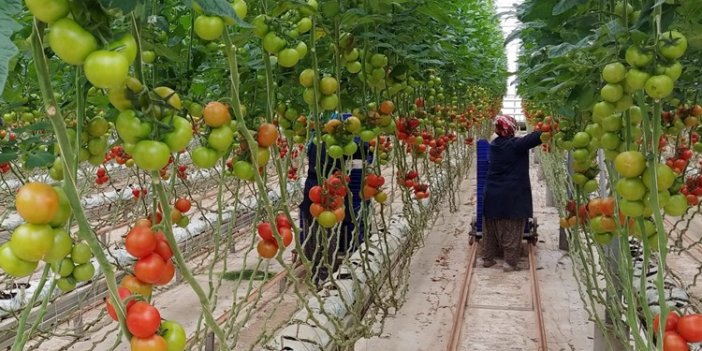 Adana’da Tarımsal Üretim Faaliyetlerine Devam Ediliyor