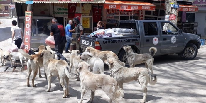 Adana'da sokağa çıkma kısıtlamasında sokak hayvanlarına mama desteği