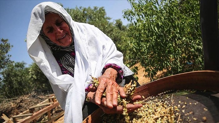 Gazze'de ramazan sofralarını süsleyen lezzet 'firik'