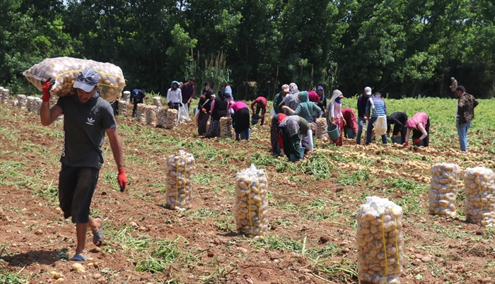 Adana'da erkenci patates hasadına başlandı