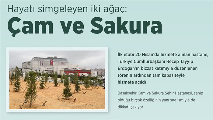 Hayatı simgeleyen iki ağaç: çam ve sakura