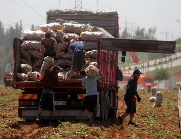 40 derece sıcakta her gün 110 ton patates yüklüyorlar 