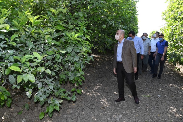 Vali Demirtaş'tan Narenciye Bahçelerine Ziyaret