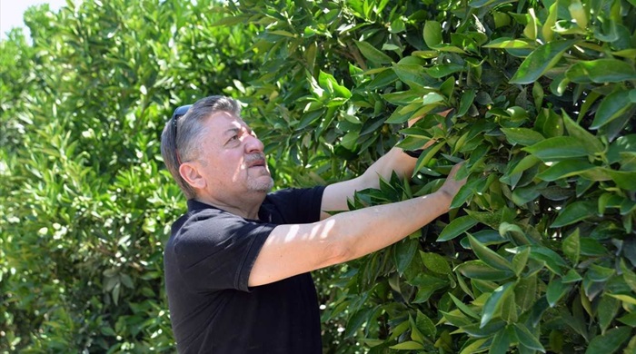 Adana'da sıcak hava narenciyeyi olumsuz etkiledi