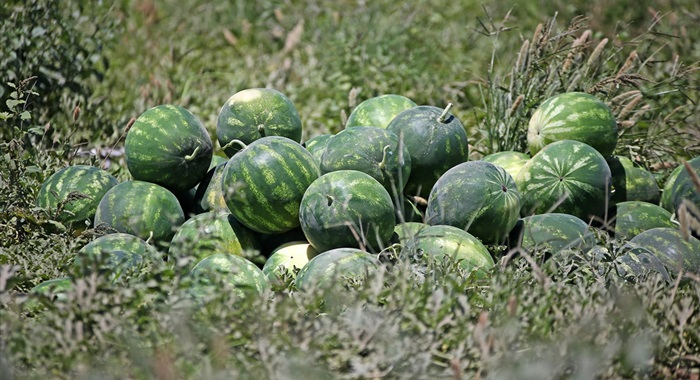 Adana karpuzunda 800 bin ton rekolte bekleniyor