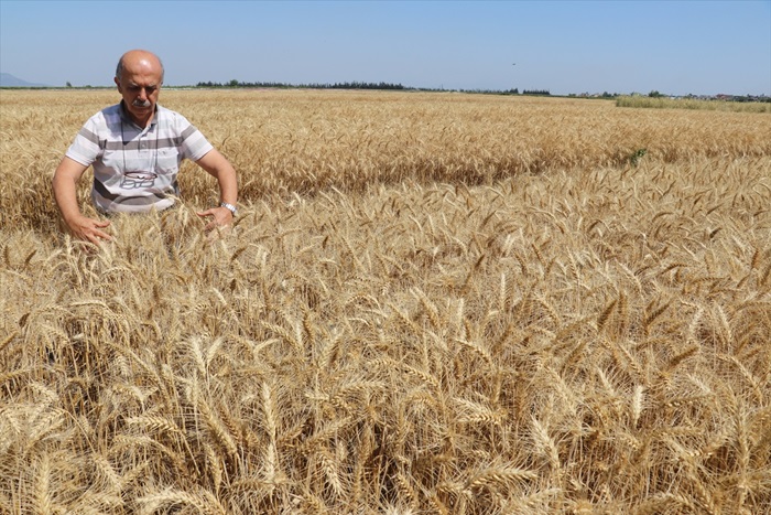 Buğday 2,18 liradan işlem gördü