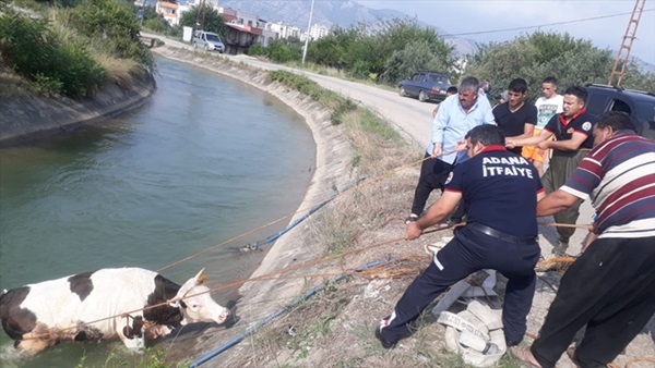 Adana'da sulama kanalına düşen inek itfaiye ekiplerince kurtarıldı