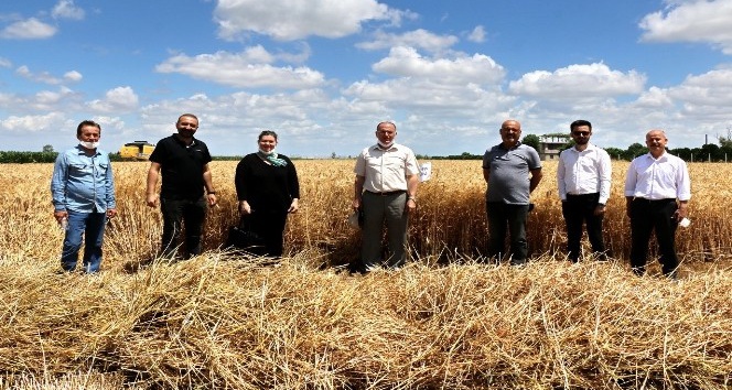 Adana'da yerli tohum deneme çalışmaları