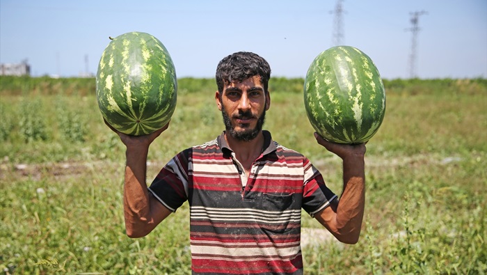 Adana karpuzunun kilogram fiyatı tarlada 1 lira