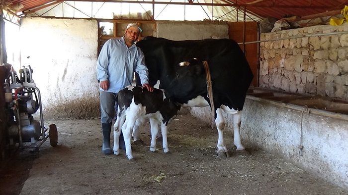 Mersin'de inek, kuyruksuz buzağı yavruladı