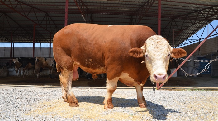 1 ton 100 kilogramlık "Paşa" 27 bin liradan satıldı