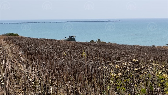 "Adana'da ayçiçeği üretim alanı 1 milyon dekara ulaşabilir"