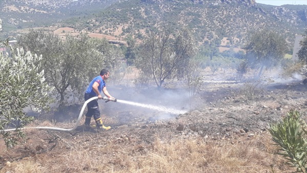 Kozan'da zeytinlik alanda yangın