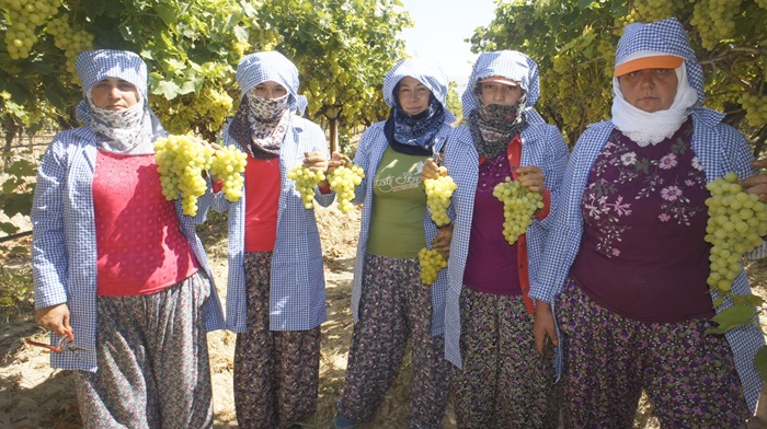 Çekirdeksiz kuru üzüm ihracatçısı önünü görmek istiyor