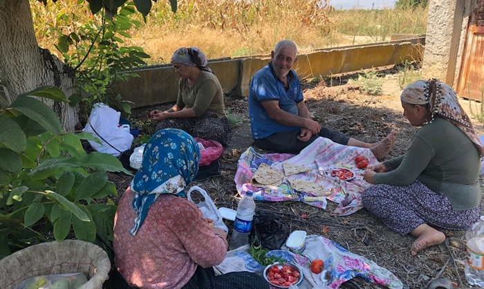 Adanalı üretici, 40 derece sıcakta armut hasadına başladı 