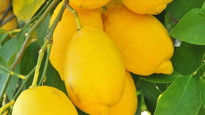 Limon dalında kaldı, üretici limonata çözümü bekliyor