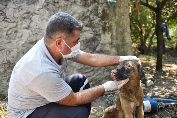 Adana'daki yangında yaralanan köpek tedavi edildi