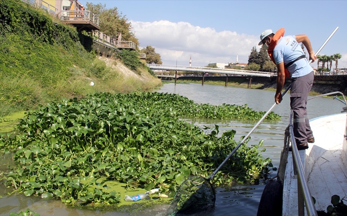 Asi Nehri üzerindeki su sümbüllerine bariyerli çözüm