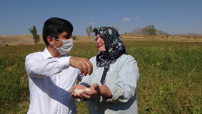 Lezzetiyle ünlü Tufanbeyli fasulyesinde hasat başladı