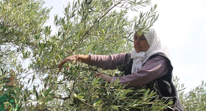 Sofralık zeytin ihracatında rekor