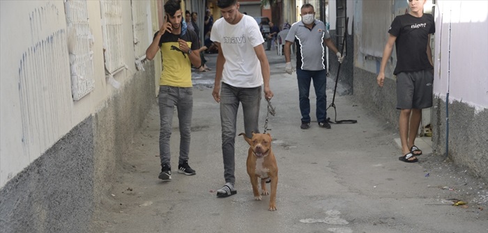 Tehlike arz eden köpekleri başıboş bırakanlar para cezasına çarptırıldı